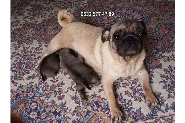 köpek Pug fiyatları