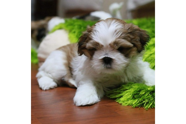 Manavkuyu Mah. köpek ilanı