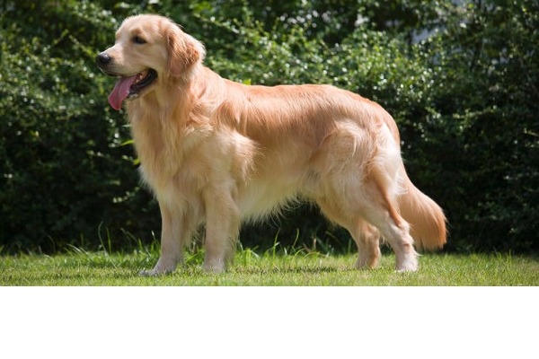 yaş 6-12 Aylık köpek Arabayatağı Mah.