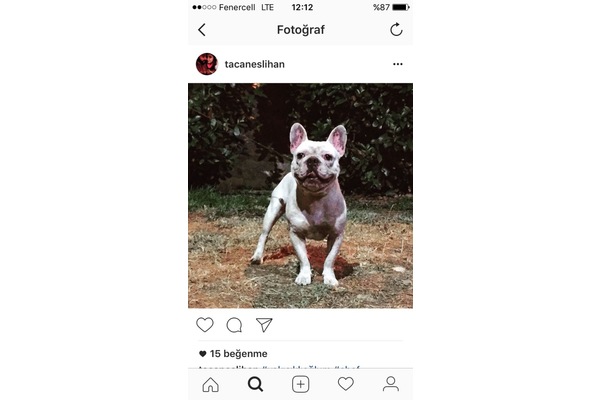 French bulldog Sahibinden Atakent Mah.
