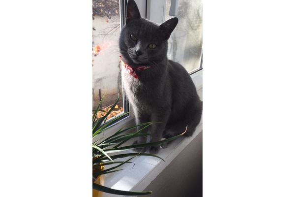 kedi Russian blue fiyatları