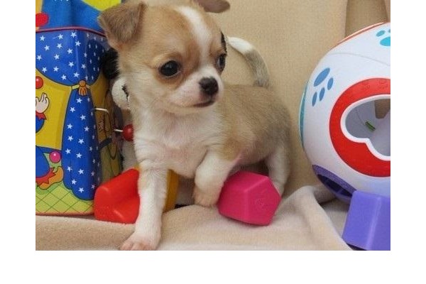 Chihuahua köpek Amasra