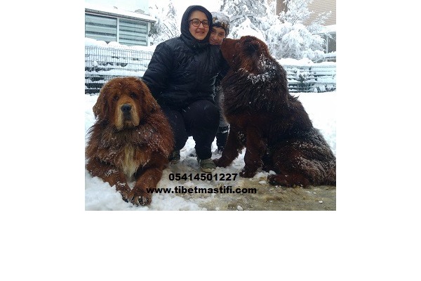 Altınşehir Mah. Diğer köpek ırkı ilanları