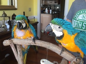 macaw ankara Sarı mavi ara papağanı ilanları