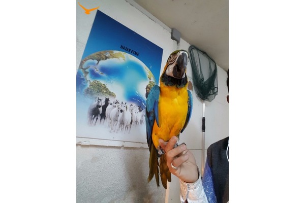 Sarı mavi ara papağanı 6-12 Aylık Harmantepe Köyü