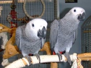  Afrika gri papağanı / jako papağanı 6-12 Aylık Burçaklar Köyü