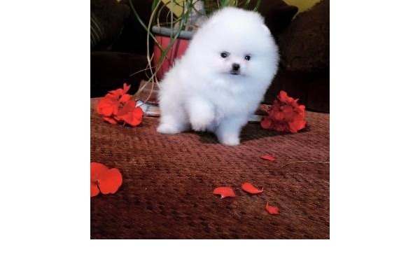 Pomeranian köpek Marmaris