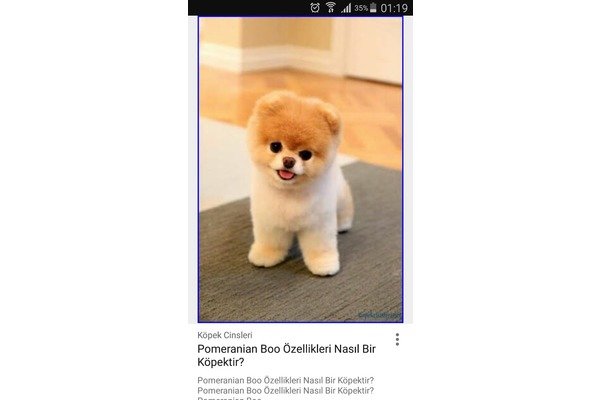 Çamlık Mah. Pomeranian ilanları