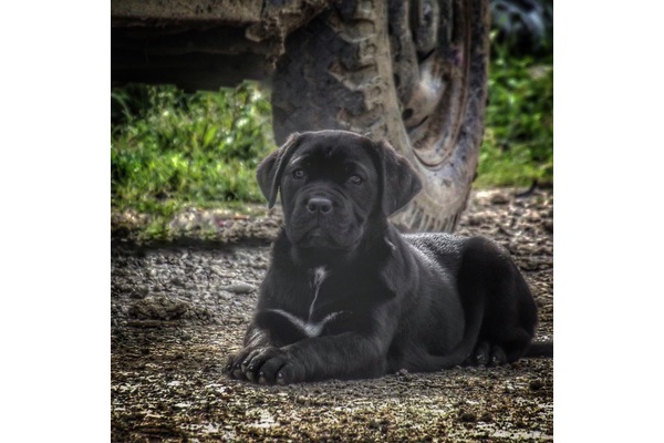 Cane corsa köpek Mudanya