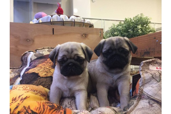 Pug Dişi ve Erkek Çengelköy Mah.