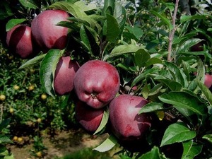 satılık golden elma Satılık Elma Isparta'da.