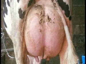 satılık süt inekleri Orta Mah. hayvanlar ilanları