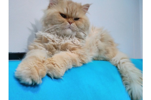 Erkek kedi Cihangir Mah.