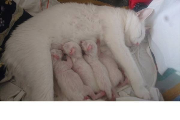 Van Dişi ve Erkek kedi