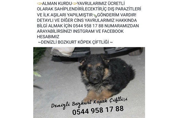 Alman çoban kurdu Sahibinden İnceler Bld.