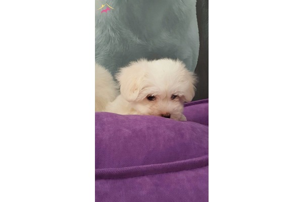 Maltese terrier köpek Kadıköy