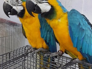  Sarı mavi ara papağanı Dişi ve Erkek Devedurağı Köyü