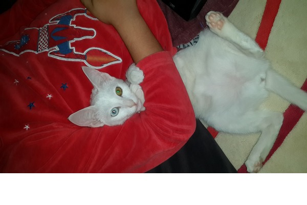 Cevizli Mah. kedi fiyatları