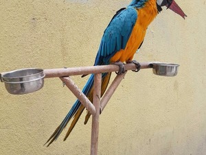  Kaymazyayla Köyü Papağan ilanları