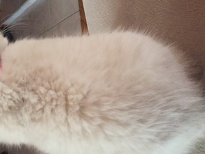  Scottish fold kedi Osmangazi