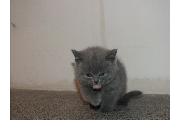 Cevizlik Mah. kedi ilanı