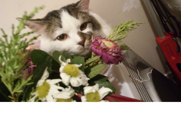 Akşemsettin Mah. kedi ilanları