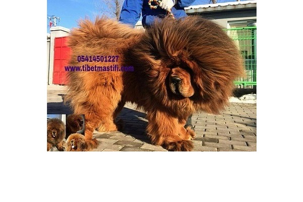 Diğer köpek ırkı 1 TL Altınşehir Mah.