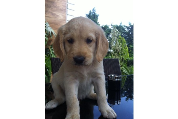 Golden retriever Erkek Bahçelievler Mah.