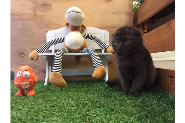 Çengelköy Mah. kedi ilanı ver