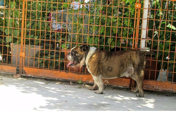 Mollaarap Mah. English bulldog ilanları