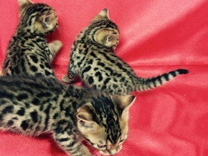 bengal kedi yavruları kedi Bengal fiyatları