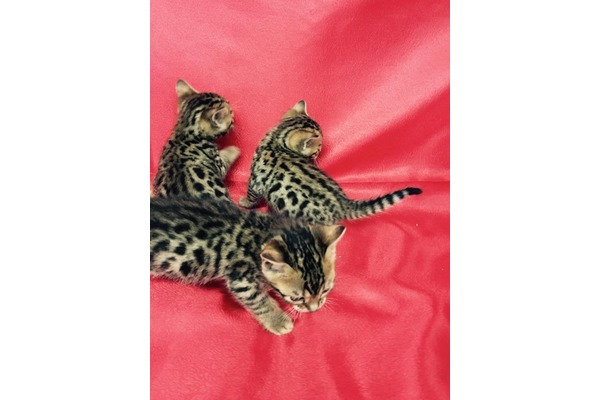kedi Bengal fiyatları