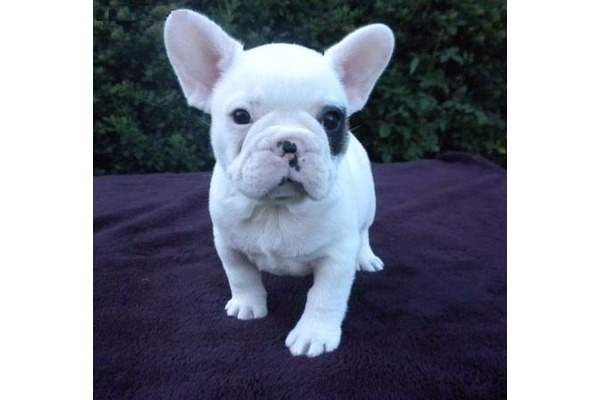 French bulldog Dişi ve Erkek Sarıkadılar Köyü