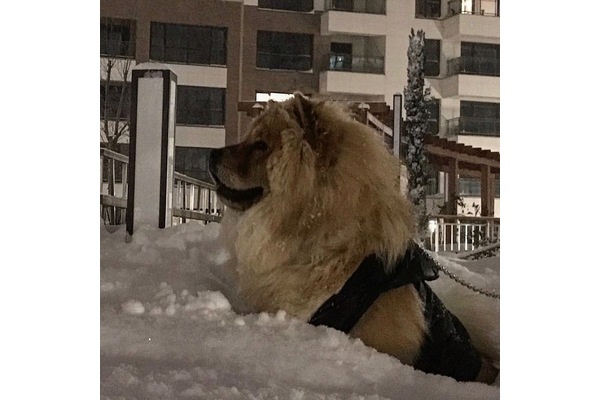 Abdurrahmangazi Mah. köpek ilanı