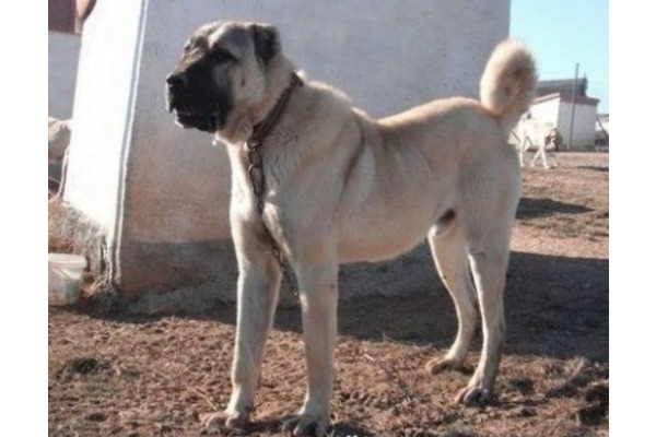 Fatih Çanta Mah. köpek fiyatları