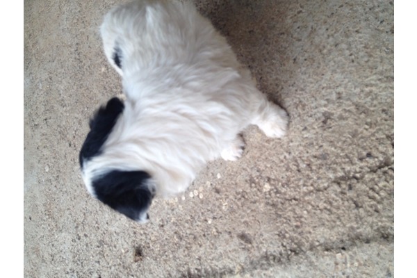 Esentepe Mah. Affenpinscher ilanları