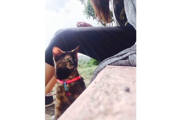 Kafkas Mah. kedi ilanı ver