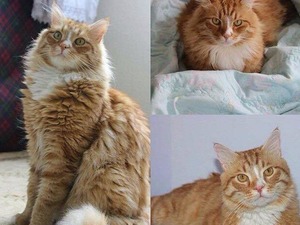 balçova kedi Korutürk Mah. hayvanlar ilanları