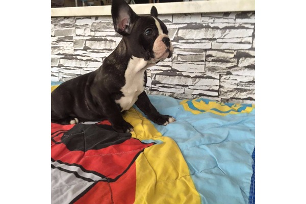 yaş 0-3 Aylık köpek Çengelköy Mah.