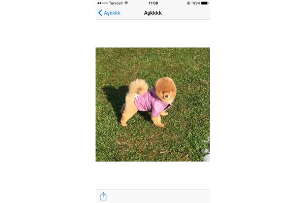 Pomeranian Dişi ve Erkek Yeşilyurt Mah.