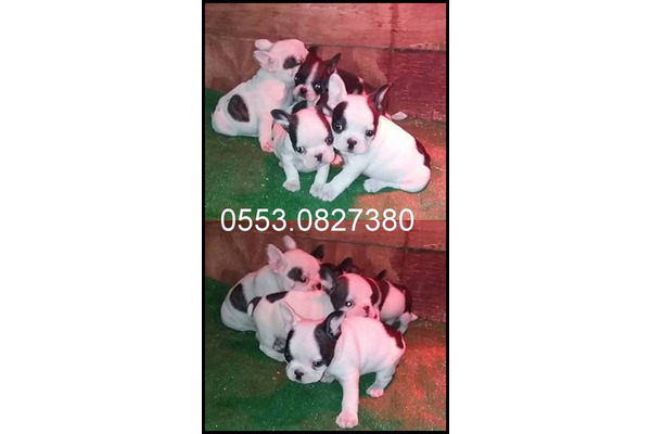 Gürpınar Mah. French bulldog ilanları