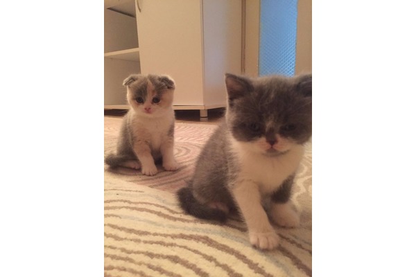 Scottish fold 17 TL Göztepe Mah.