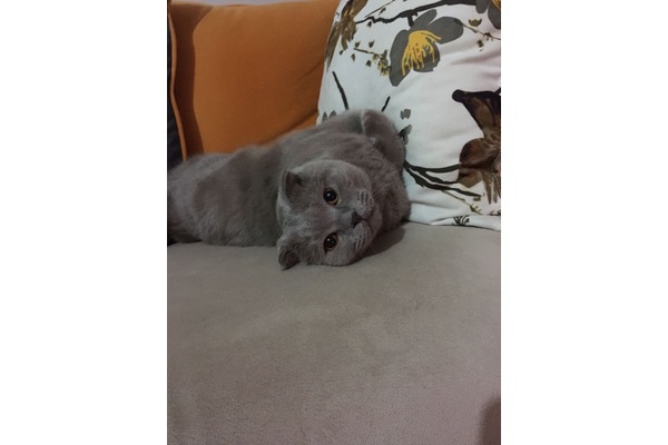 Aşılı Scottish fold