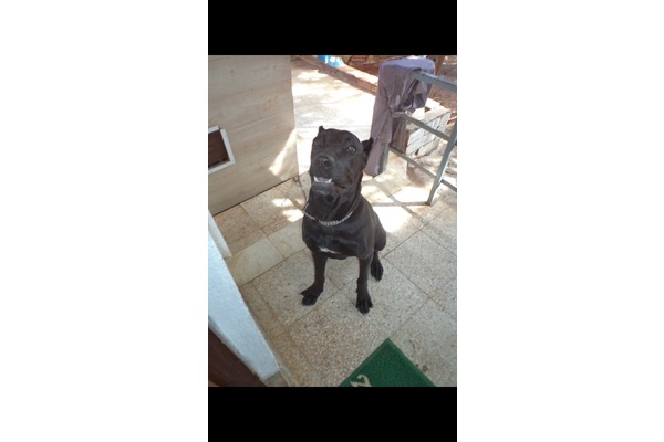 Göçerler Mah. köpek ilanları
