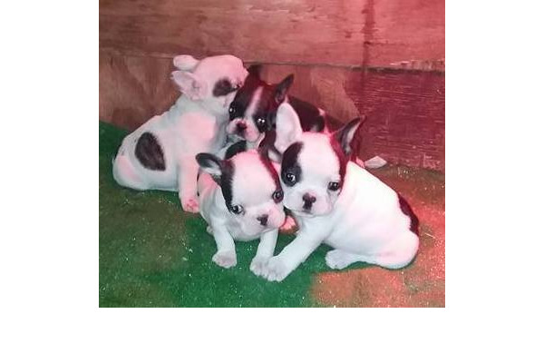 French bulldog Dişi ve Erkek köpek