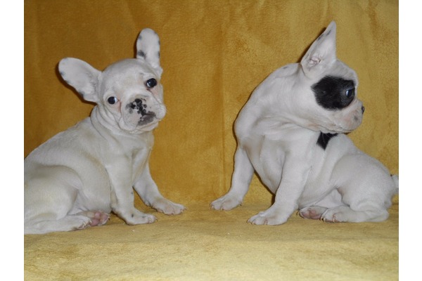 French bulldog Sahibinden Bahçelievler Mah.