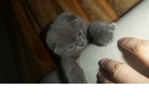 Scottish fold Sahibinden 1500 TL