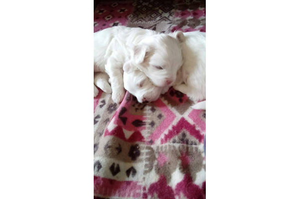 Maltese terrier Sahibinden 1 TL
