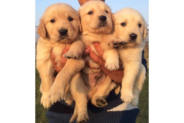 Golden retriever köpek Kadıköy