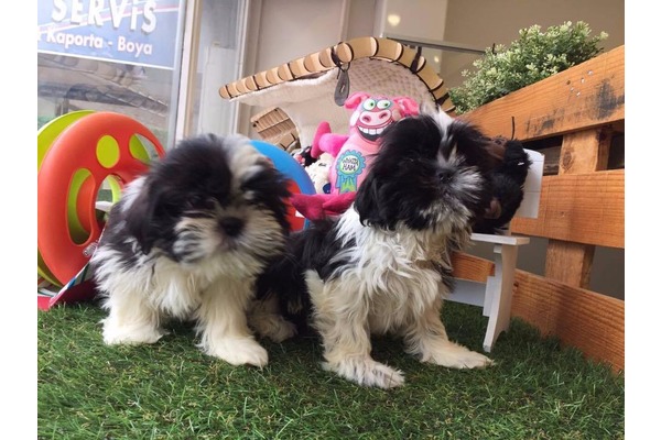 Çengelköy Mah. köpek ilanı ver